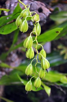 Wild Dove Orchid Royalty Free Stock Photo Wild Dove Orchid Royalty Free Stock Photo