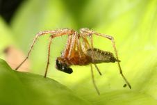 Spider Hunt Royalty Free Stock Photos Spider Hunt Royalty Free Stock Photos