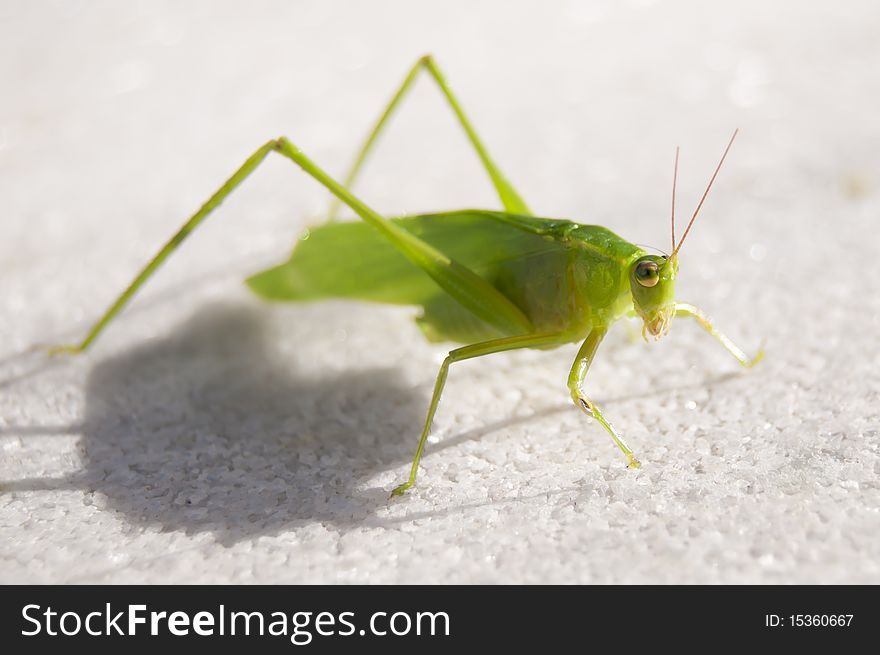 Katydid sitting out on sidewalk