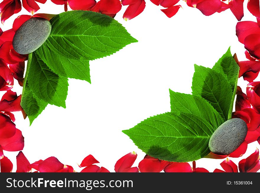Brightly red petals on  white background