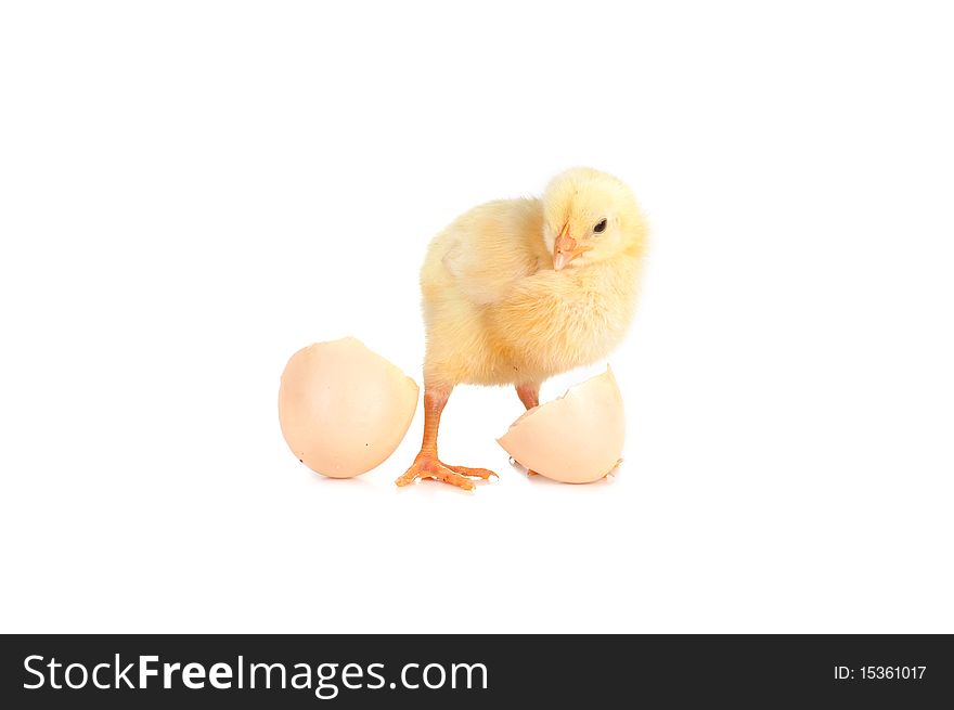 Little cute fluffy  chicken and shell of egg  isolated