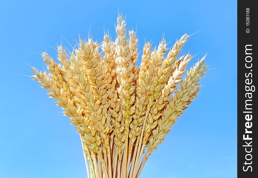 Wheat isolated on blue background. Wheat isolated on blue background