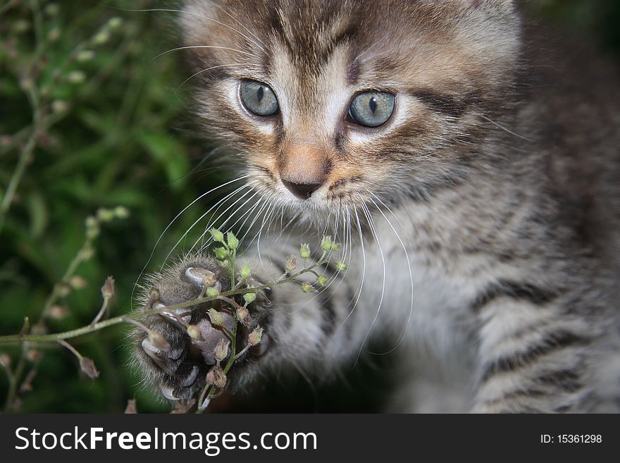 A small kitten playing in the grass. A small kitten playing in the grass.