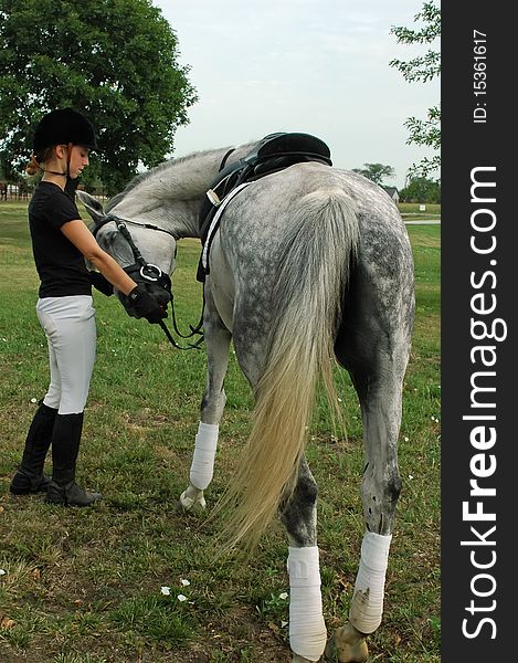 Woman scratching dappled grey Swedish Warm Blood horse after a ride. Woman scratching dappled grey Swedish Warm Blood horse after a ride.