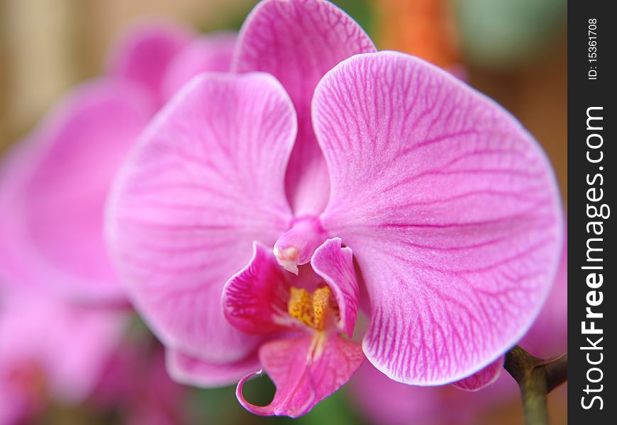 Close-up purple orchid flower petal