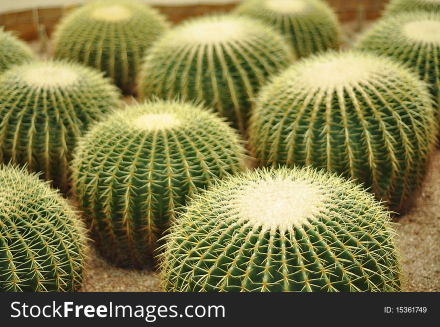 Image of cacti planted closely together. Image of cacti planted closely together