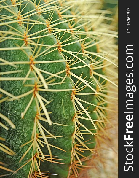 Ball shaped cactuses in a desert