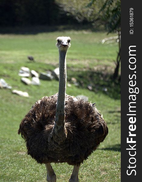 Ostrich in the Sun, Staring at the Viewer. Ostrich in the Sun, Staring at the Viewer