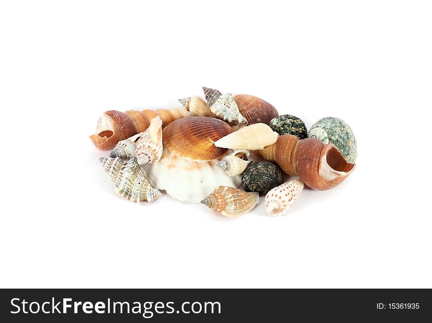 Heap of seashells isolated on a white background