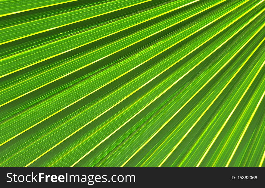 Palm leaf with a strong diagonal
