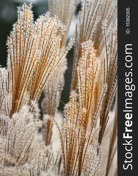 Pampas grass close up during the summer