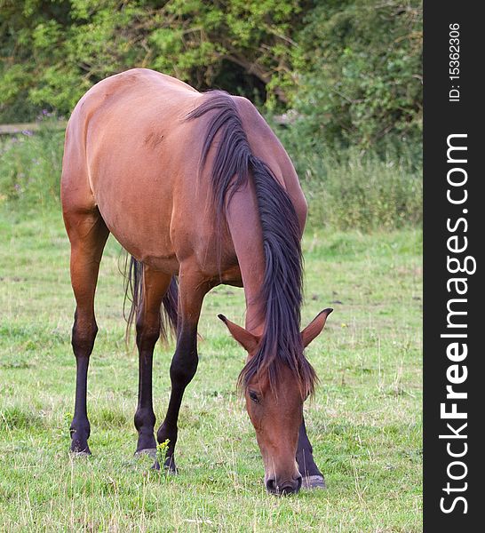 Brown horse with black mane grazing in a field. Brown horse with black mane grazing in a field