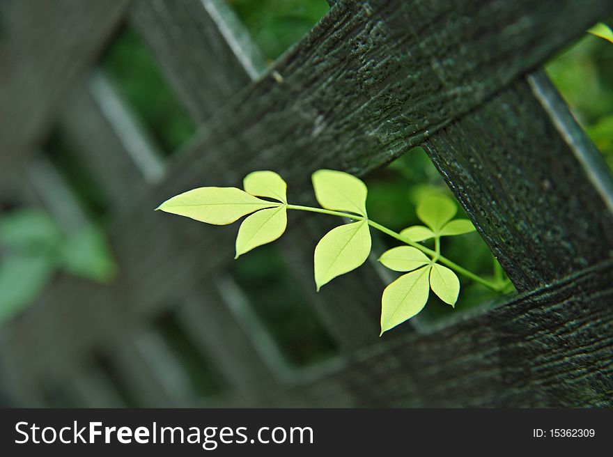 Close-up wooden fence and Leaf. Close-up wooden fence and Leaf