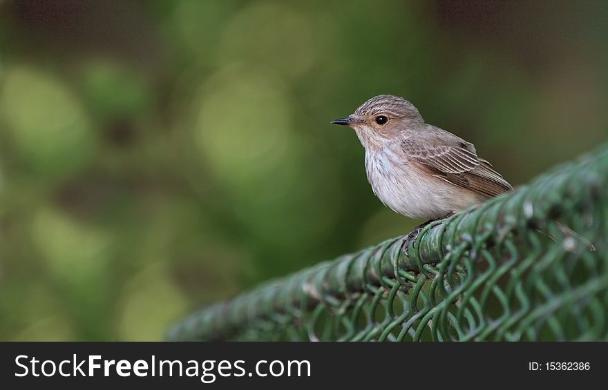 A Spotted Flycatcher (Muscicapa striata) perching on a fence.