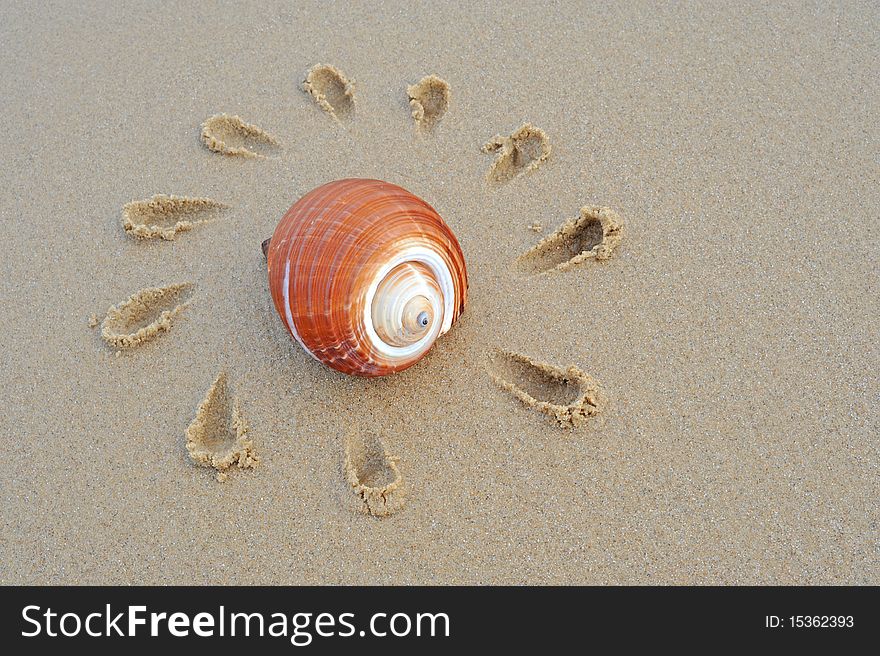 A conch on the sand of a beach. A conch on the sand of a beach