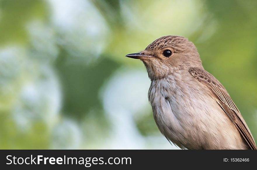 Portarit of a Spotted Flycatcher (Muscicapa striata) in the shadow of the forest. Portarit of a Spotted Flycatcher (Muscicapa striata) in the shadow of the forest.