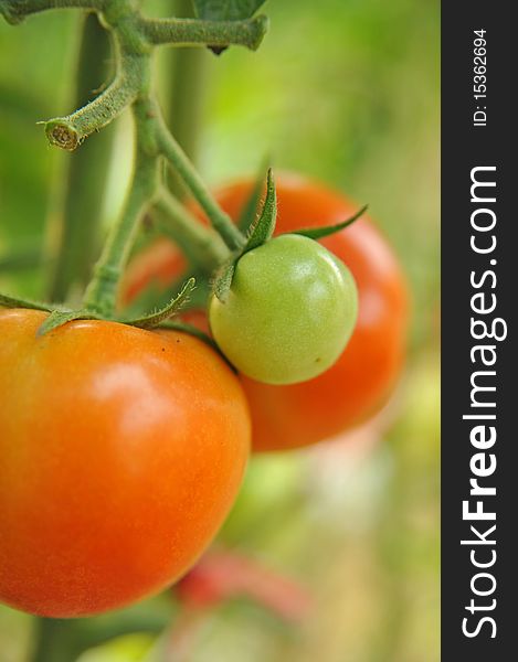 Tomatoes on the vine ready to be harvested