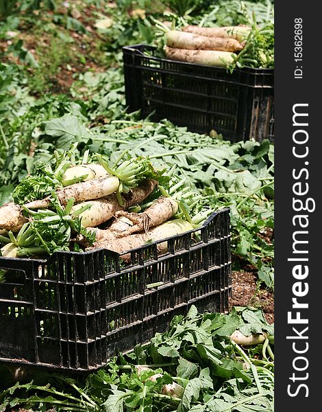 Baskets of freshly picked radishes. This is a harvest scene and shows us where our food comes from. Baskets of freshly picked radishes. This is a harvest scene and shows us where our food comes from.