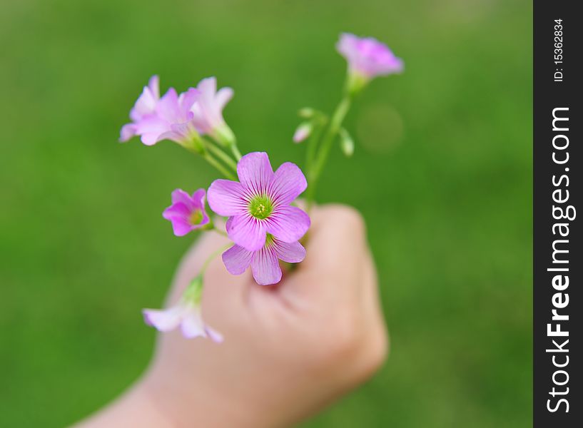 Little boy hand holding Wild flowers