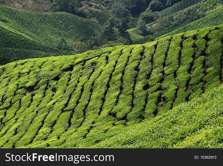 This is a tea plantation in Malaysia, Asia. Tea trees are planted in rows and they produce a lovely lush green on the mountain sides.