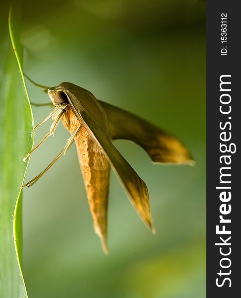 Moth on a leaf, shot in Costa Rica