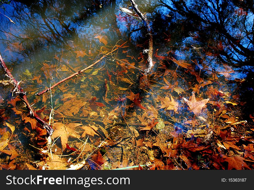 Maple Leaves In The Water