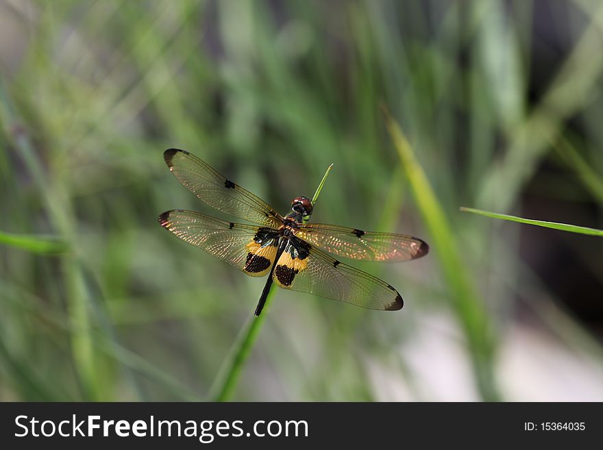 Dragonfly Island on top of grass.