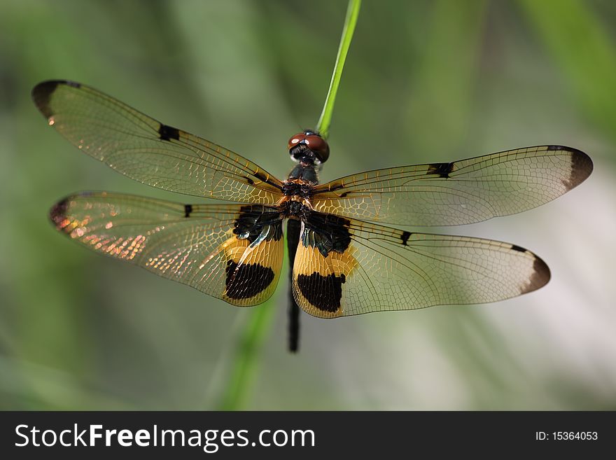 Dragonfly Island on top of grass.