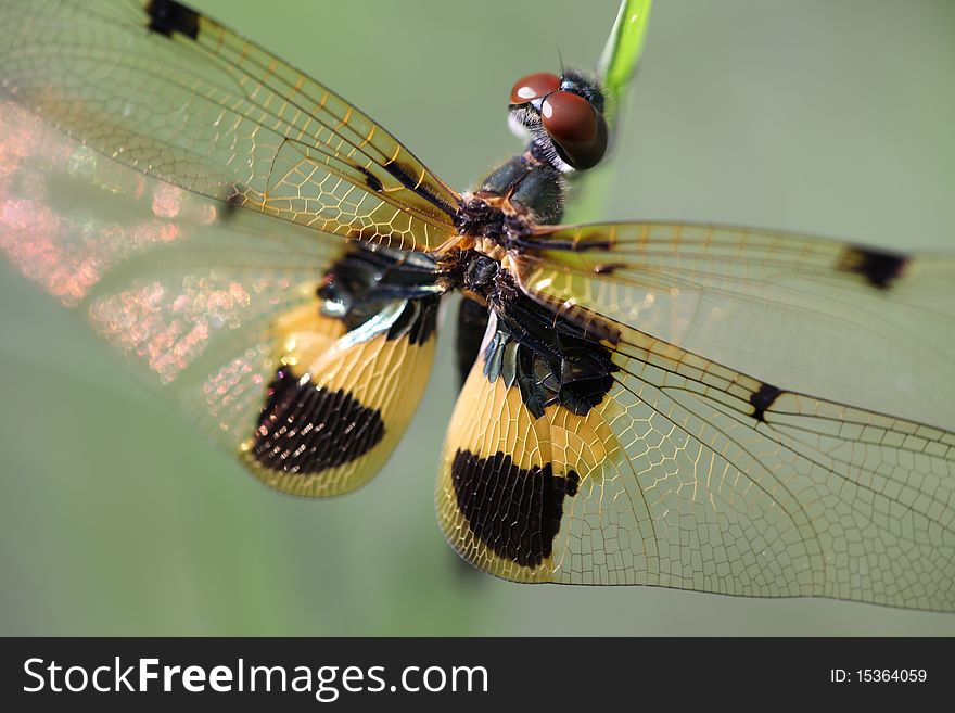 Dragonfly Island on top of grass.