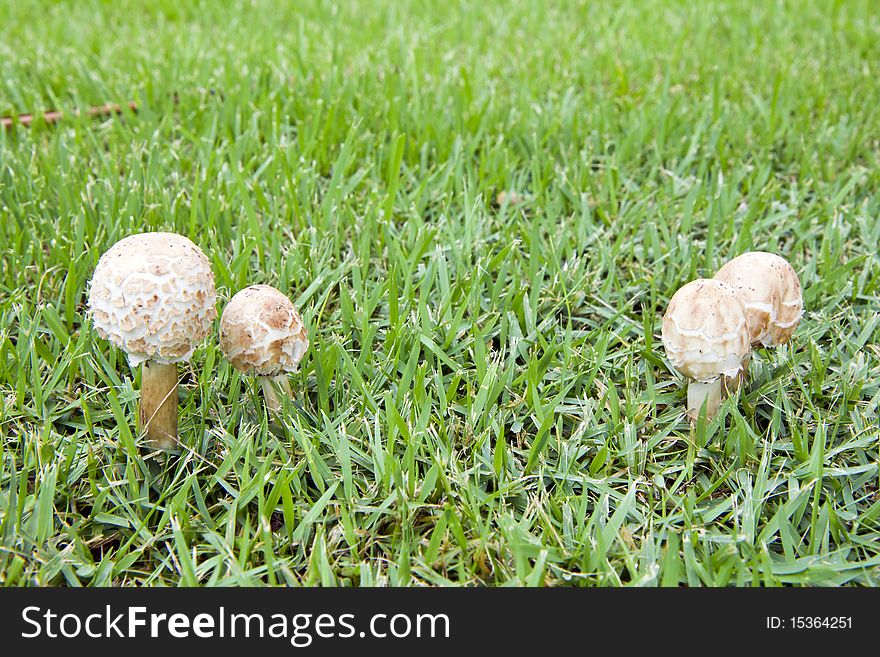 White fungi on that go up to is a pair on green grassland. White fungi on that go up to is a pair on green grassland