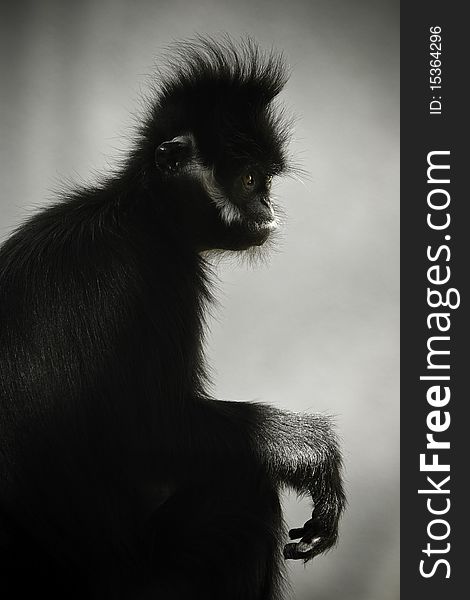 Photograph of a pensive monkey.