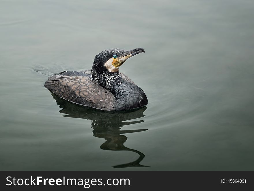 Cormorant Swimming In Guilin