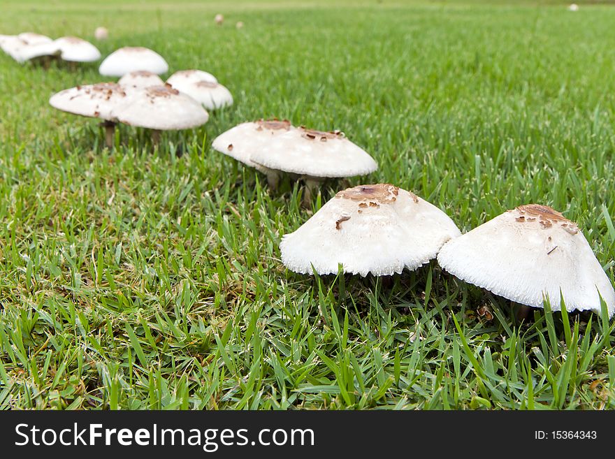 White Fungi On The Grassland