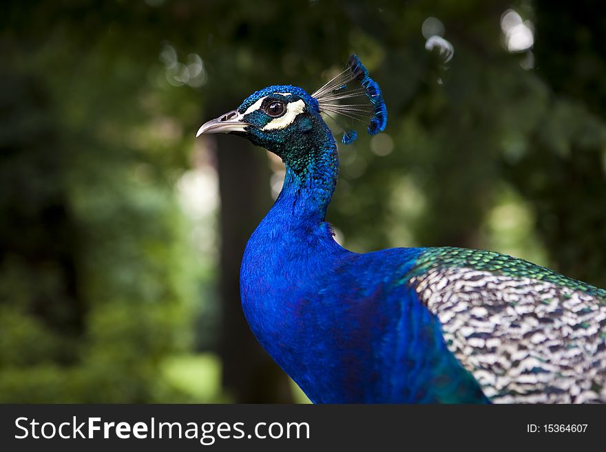 Closeup on a blue peacock