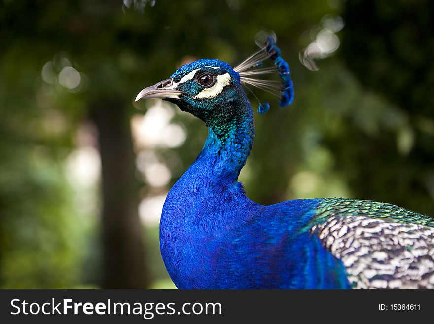 Closeup on a blue peacock