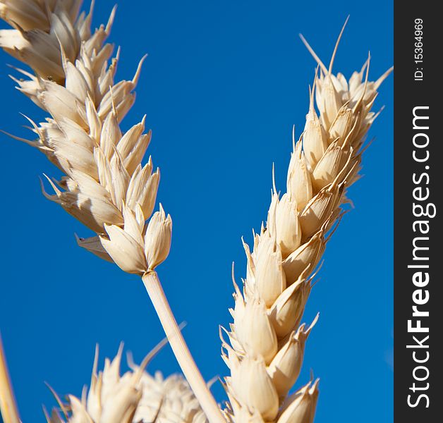 Golden wheat and blue sky.