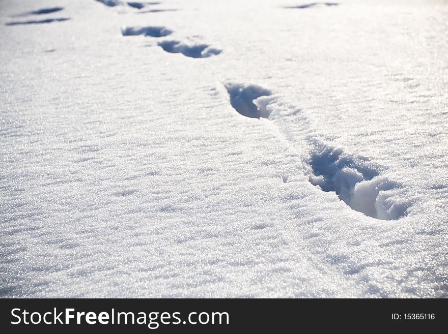 Animal Footprints On Snow At Winter