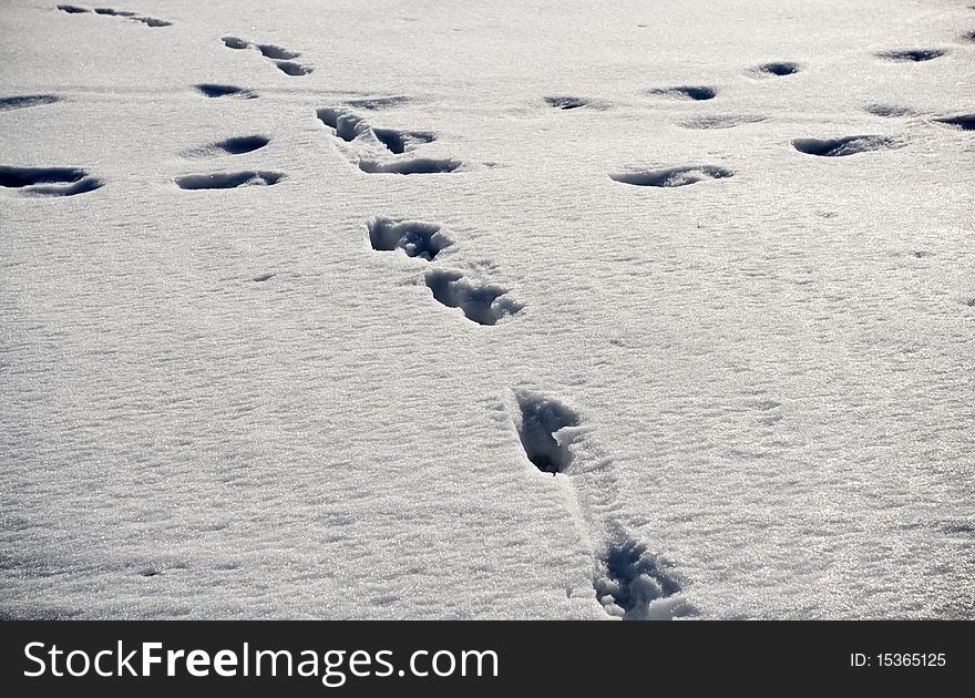 Animal Footprints On Snow