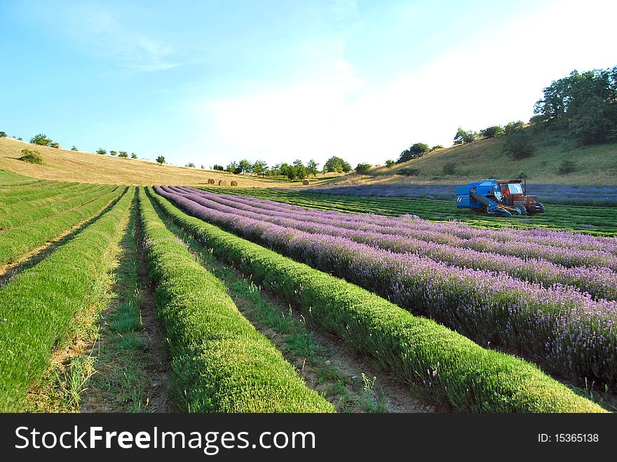 A tractor cutting lavender in a field near Bologna, Italy. A tractor cutting lavender in a field near Bologna, Italy.