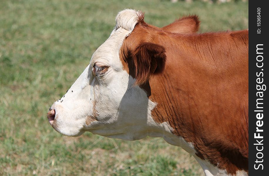 Side of the head of a brown and white cow. Side of the head of a brown and white cow