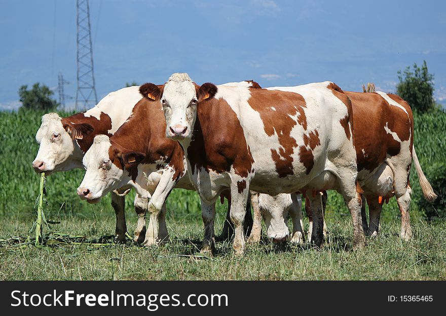 Four brown and white cows in a meadow, one looking at the photographer