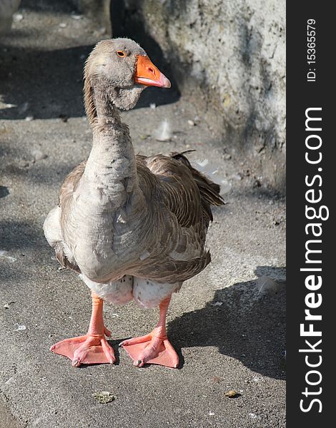 Brown goose standing on the floor and looking with its head aside. Brown goose standing on the floor and looking with its head aside