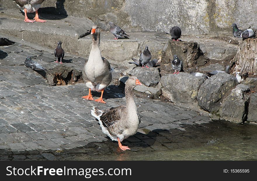 Several gooses and pigeons on grey stones near the Geneva lake, Switzerland. Several gooses and pigeons on grey stones near the Geneva lake, Switzerland