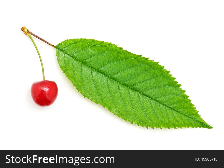 Isolated sweet cherries. Element of design.