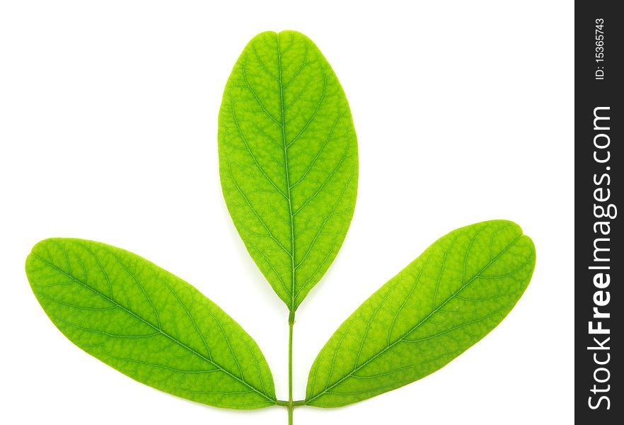 Isolated green leaf of tree.