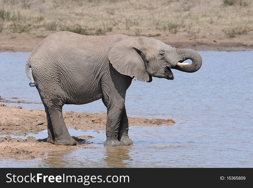 Elephant Drinking at Waterhole Madikwe National Park South Africa