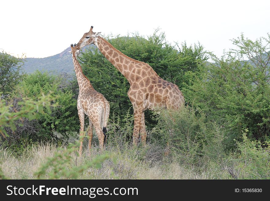 Two Giraffes Madikwe National Park South Africa