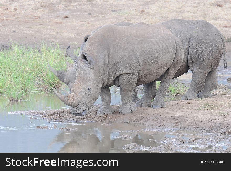 Rhino Duo drinking at Waterhole Madikwe National Park South Africa. Rhino Duo drinking at Waterhole Madikwe National Park South Africa