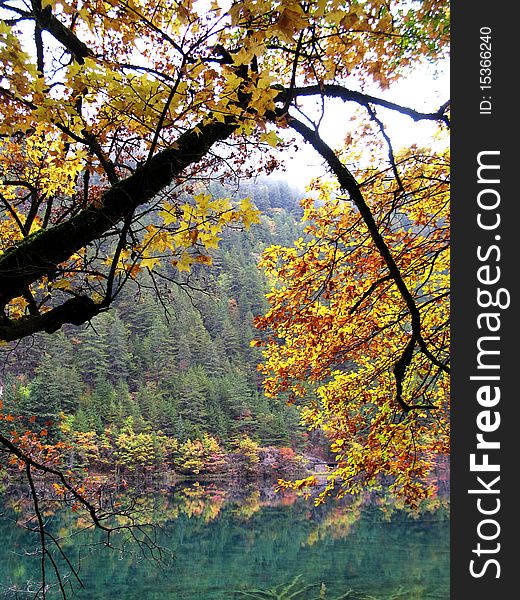 Color Trees and Lakes at Jiuzhaigou of Sichuan Province in China. Color Trees and Lakes at Jiuzhaigou of Sichuan Province in China