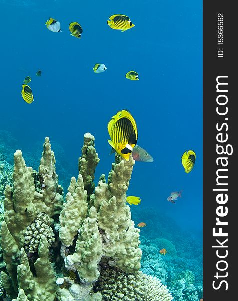 School of racoon butterflyfish with coral